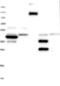 Zinc Finger CCHC-Type Containing 2 antibody, NBP1-82192, Novus Biologicals, Western Blot image 