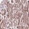 Adenylate Kinase 3 antibody, NBP2-49393, Novus Biologicals, Immunohistochemistry frozen image 