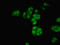 Nuclear Receptor Coactivator 4 antibody, LS-C376209, Lifespan Biosciences, Immunofluorescence image 