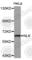 Nemo Like Kinase antibody, A3190, ABclonal Technology, Western Blot image 