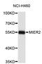MIER Family Member 2 antibody, abx003624, Abbexa, Western Blot image 