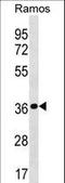 Mitochondrial Ribosomal Protein L19 antibody, LS-C158298, Lifespan Biosciences, Western Blot image 