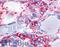 Calcitonin Receptor antibody, LS-A771, Lifespan Biosciences, Immunohistochemistry frozen image 