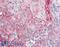 Glutamate Metabotropic Receptor 2 antibody, 42-627, ProSci, Immunohistochemistry frozen image 