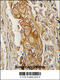 Acid Phosphatase, Prostate antibody, 63-019, ProSci, Immunohistochemistry paraffin image 