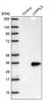 Tetraspan membrane protein of hair cell stereocilia antibody, PA5-63064, Invitrogen Antibodies, Western Blot image 