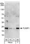 Serine And Arginine Rich Splicing Factor 10 antibody, NB110-93598, Novus Biologicals, Western Blot image 