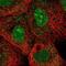 MAX Interactor 1, Dimerization Protein antibody, NBP2-58356, Novus Biologicals, Immunofluorescence image 