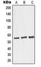 Golgi Reassembly Stacking Protein 2 antibody, orb215113, Biorbyt, Western Blot image 