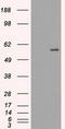 RAK antibody, TA500525S, Origene, Western Blot image 