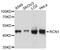 Reticulocalbin 1 antibody, abx126465, Abbexa, Western Blot image 