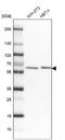 Adenosylhomocysteinase Like 1 antibody, NBP1-83093, Novus Biologicals, Western Blot image 