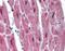 RNA Binding Motif Protein 24 antibody, NBP1-80482, Novus Biologicals, Immunohistochemistry frozen image 