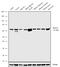 HNF1 Homeobox B antibody, 720259, Invitrogen Antibodies, Western Blot image 