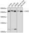 Chromodomain Helicase DNA Binding Protein 2 antibody, 19-929, ProSci, Western Blot image 