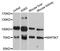 Mitogen-Activated Protein Kinase Kinase Kinase 7 antibody, STJ113923, St John