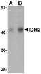 Isocitrate Dehydrogenase (NADP(+)) 2, Mitochondrial antibody, orb75448, Biorbyt, Western Blot image 