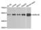 Adrenoceptor Alpha 1B antibody, LS-C409422, Lifespan Biosciences, Western Blot image 