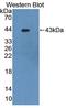 Protein Kinase C Delta antibody, LS-C305829, Lifespan Biosciences, Western Blot image 