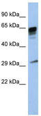 Proline Rich 18 antibody, TA333443, Origene, Western Blot image 
