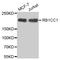 RB1 Inducible Coiled-Coil 1 antibody, MBS129428, MyBioSource, Western Blot image 