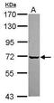 VPS33A Core Subunit Of CORVET And HOPS Complexes antibody, PA5-31456, Invitrogen Antibodies, Western Blot image 