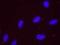 Tripartite Motif Containing 24 antibody, NB100-2596, Novus Biologicals, Proximity Ligation Assay image 