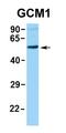 Glial Cells Missing Transcription Factor 1 antibody, orb329549, Biorbyt, Western Blot image 