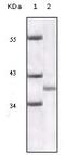 Cyclin Dependent Kinase Inhibitor 2A antibody, A00016-2, Boster Biological Technology, Western Blot image 