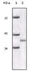 CDKN2A antibody, A00016-2, Boster Biological Technology, Western Blot image 