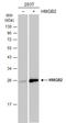 High Mobility Group Box 2 antibody, GTX129469, GeneTex, Western Blot image 