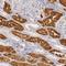 AGE antibody, NBP1-80852, Novus Biologicals, Immunohistochemistry frozen image 