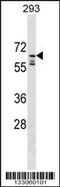 PPIase antibody, 59-720, ProSci, Western Blot image 