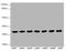 General Transcription Factor IIF Subunit 2 antibody, A62714-100, Epigentek, Western Blot image 