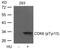 Cyclin Dependent Kinase 6 antibody, 79-248, ProSci, Western Blot image 