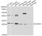 Calpain small subunit 1 antibody, A6539, ABclonal Technology, Western Blot image 