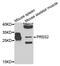 Serine Protease 2 antibody, PA5-76299, Invitrogen Antibodies, Western Blot image 