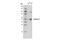 Cyclin E1 antibody, 4129S, Cell Signaling Technology, Western Blot image 