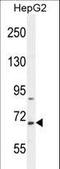 BUD13 Homolog antibody, LS-C156896, Lifespan Biosciences, Western Blot image 