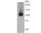 10-FTHFDH antibody, NBP2-75399, Novus Biologicals, Western Blot image 