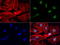 NK3 Homeobox 1 antibody, LS-C796945, Lifespan Biosciences, Immunofluorescence image 