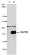 Mitogen-Activated Protein Kinase Kinase Kinase 3 antibody, PA5-29322, Invitrogen Antibodies, Western Blot image 
