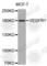 Fms Related Tyrosine Kinase 1 antibody, A5608, ABclonal Technology, Western Blot image 