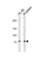 PR/SET Domain 1 antibody, abx028112, Abbexa, Western Blot image 