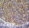 Proteasome Subunit Beta 11 antibody, LS-C162229, Lifespan Biosciences, Immunohistochemistry paraffin image 