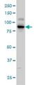 Kinase suppressor of Ras 2 antibody, H00283455-M05, Novus Biologicals, Western Blot image 