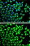 SUFU Negative Regulator Of Hedgehog Signaling antibody, GTX33530, GeneTex, Immunofluorescence image 