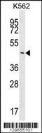 Phosphatidylinositol Specific Phospholipase C X Domain Containing 2 antibody, 56-314, ProSci, Western Blot image 