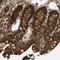 Golgi Associated PDZ And Coiled-Coil Motif Containing antibody, HPA019477, Atlas Antibodies, Immunohistochemistry frozen image 