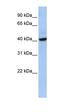 THAP Domain Containing 5 antibody, orb325863, Biorbyt, Western Blot image 